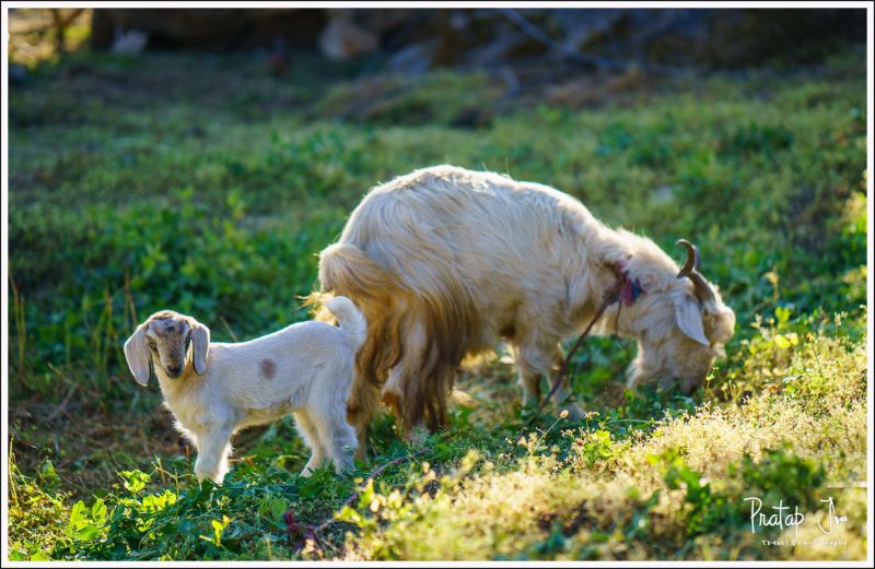 Mother goat and kid
