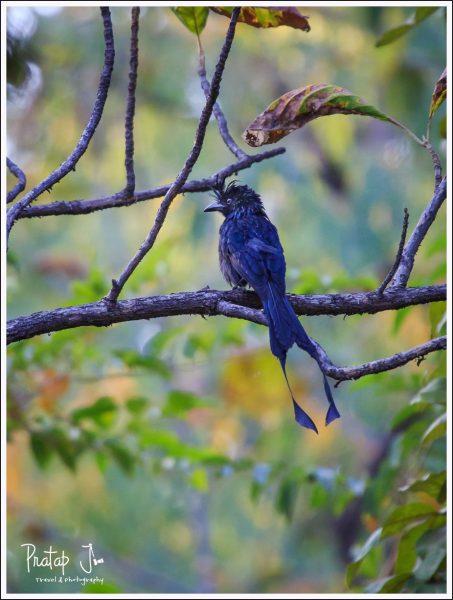 Greater Racket-tailed Drongo at Satpura