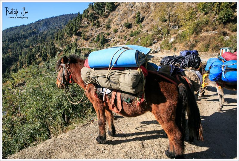 Mules used for transport camping gear