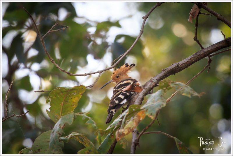 Hoopoe