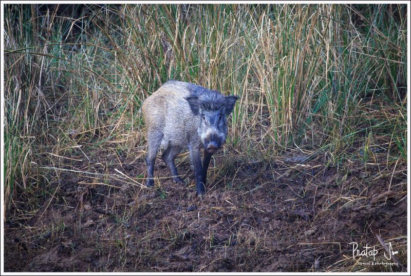 Indian Wild Boar