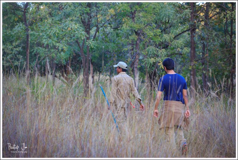 Jungle Walk in Satpura