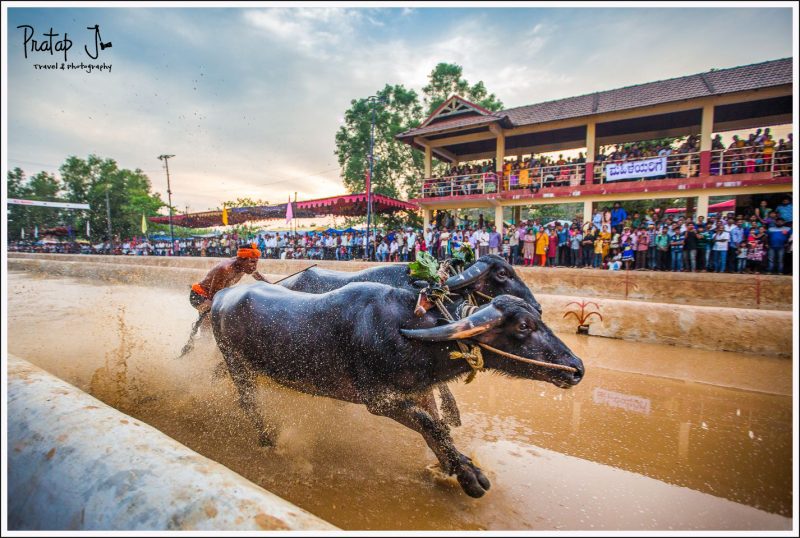 Getting close with a wide angle lens during a Kambala