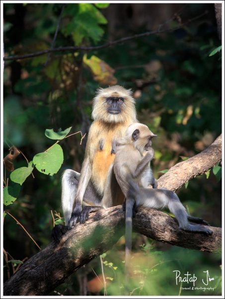 Langur