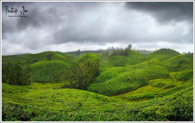 Green Tea Gardens in Munnar
