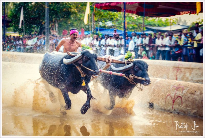 Side view of a man racing with buffaloes