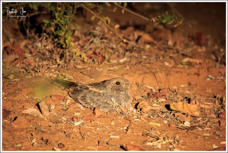 Nightjar on the jungle floor