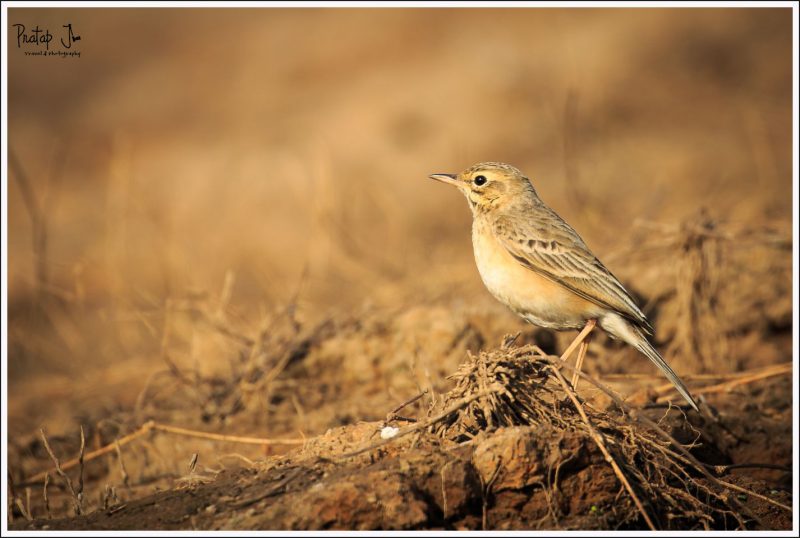 Paddyfield Pipit in Satpura