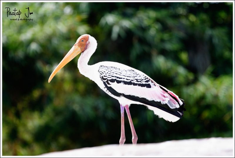 Migratory Painted Stork at Ranganathittu Bird Sanctuary