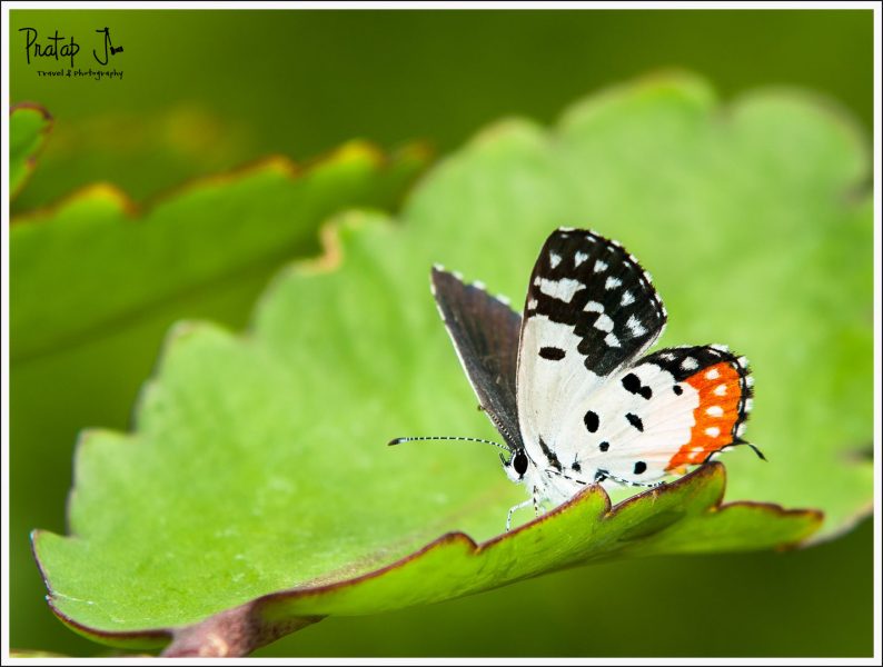 Periot at Banerghatta-National-Park