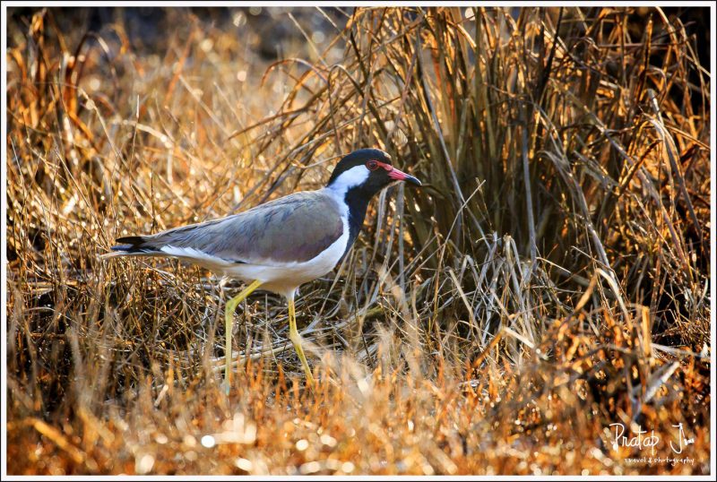 Red Wattled Lapwing