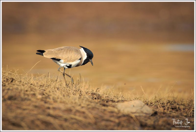 River Lapwing