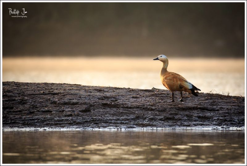 Ruddy Shelduck in Madhya Pradesh