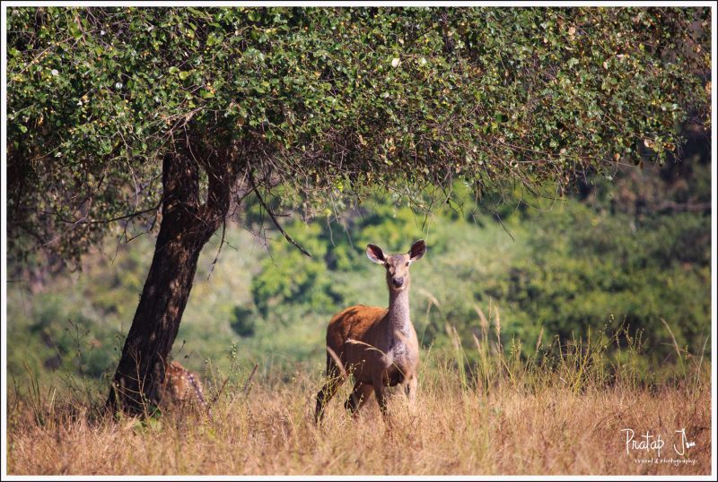 Sambar Deer