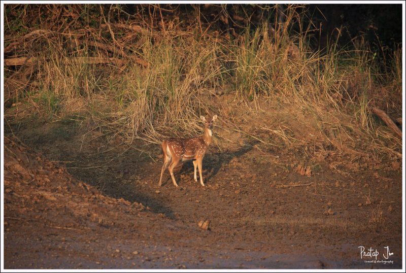 Spotted deer