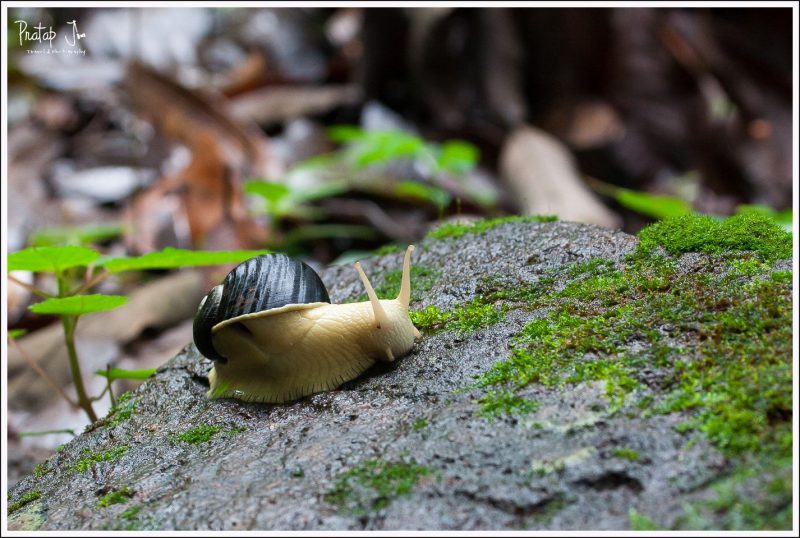 Snail in the forest