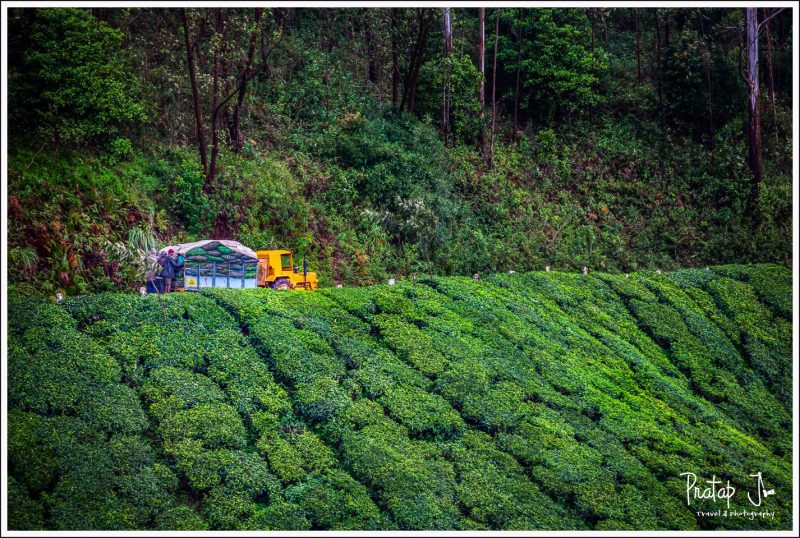 A yellow tractor in the tea gardens of Munnar