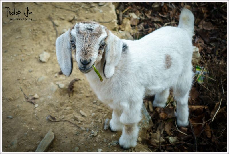 Impish looking goat kid