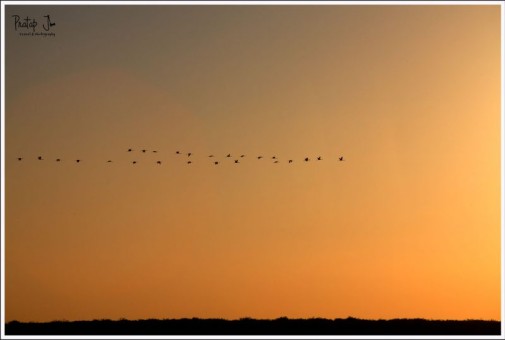 Flamingoes return home during sunset