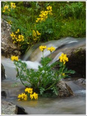 Yellow wild flowers of Kulu region