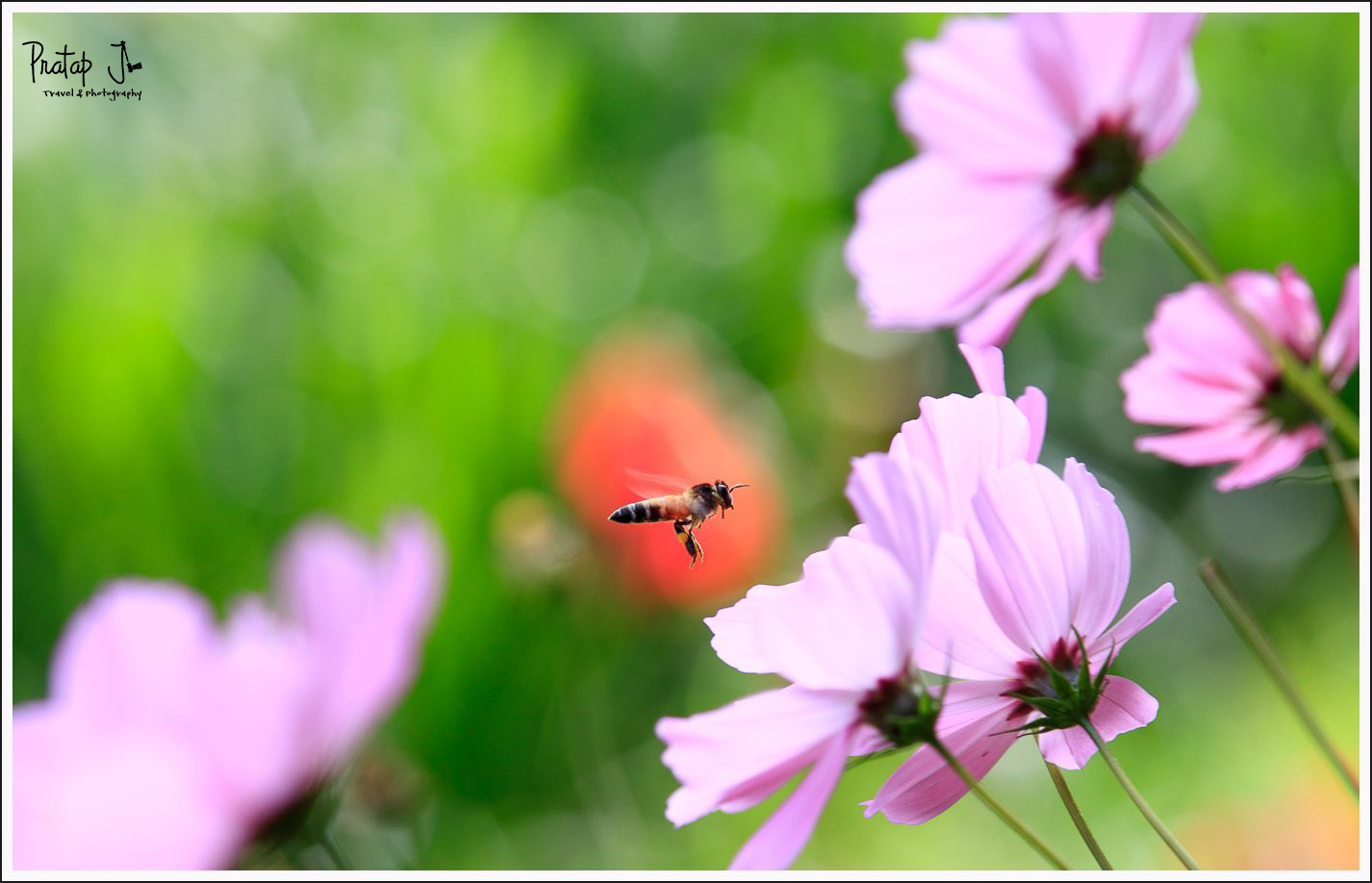 A hovering bee near a ping flower at the Ooty Botanical Garden