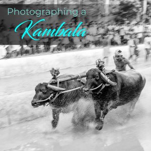 Photographing a Kambala (Buffalo Race)