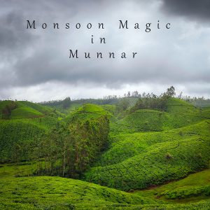 Monsoon Magic in Munnar